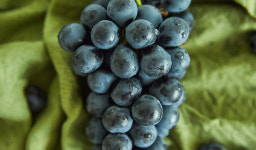 영동 켐벨포도 특품 : 은서네식탁