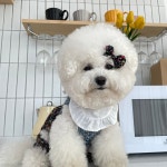 몽블리 강아지옷 할매몸빼3 앞치마(도그빕) : mongvely