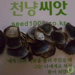 쥐방울덩굴 3포기 : 성실농부