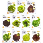유럽상추 씨앗 11종 세트 [찰스 피델 멀티그린1 멀티레드54 테이데 씸블 큐오레 솔마 바티머 나이데] : 농사마트