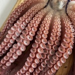 포항 자숙 문어 피문어 참문어 죽도시장1.5kg : 거인수산 죽도시장