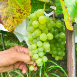 유기농 청포도, 참머루포도 2kg : 어글리어스 마켓