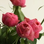 정상학 파머스초이스, 장미 꽃다발 생화농장직송 꽃배달 꽃도매 꽃시장 자나장미 맨스필드장미 : 어니스트플라워