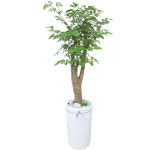 행복나무 화분배송 : 참꽃배달