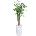 대형식물 행복나무 : 참 꽃배달 화환 근조화환