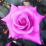 사계명품땅장미(시운)포트묘/묘목/b1208 : TCM