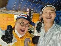 영동포도 캠벨얼리 3kg 맛있는포도 민제네농장 : 민제네 농장