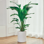 여인초 대형 고급 식물인테리어 실내 거실 개업선물 공기정화식물 승진화분 : 농원청년