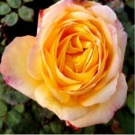 사계명품줄장미(에버골드)1.0~1.2m/묘목/b1223 : TCM