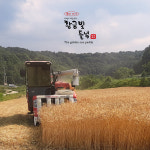 [황금빛들녘] 우리밀 통밀가루 3kg : 무일농산