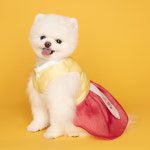 메종드독 나예 강아지 한복 강아지옷 : 메종드독-