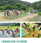 (연이랑체험) 둠벙첨벙, 연이랑 수련 텃밭체험 : 연이랑 수련연꽃 치유농장
