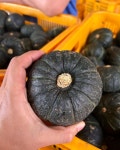 농부형제 제주 노지 미니 밤호박 보우짱 단호박 미니호박 1.5kg 3kg 5kg 10kg 농장직송 : 농부형제