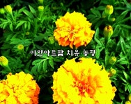 파파호두 천연염제 [호두 / 메리골드] : 이안아트팜