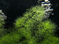 타누키모 (  Utricularia australis) / 종이컵 1컵 분량 : 슈림피스트