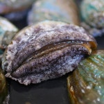 산지직송 완도 활전복 1kg 13미-35미 : 완도몰