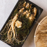 백년인삼 금산 인삼 실속형 선물세트 1호 300g : feel good