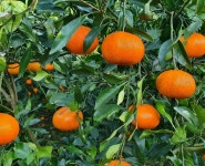 제주 은파농장 대용량 가정용 유기농 100% 감귤즙 귤주스 2리터 1병 3병 5병 : 반짝반짝제주 은파농장