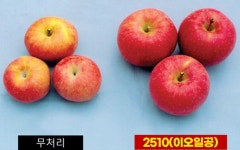 제이아그로 이오일공 1L 착색촉진 당도증진 저장성강화 과일품질 강화제 : 미래로팜