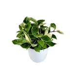 호야 화분 실내공기정화식물 키우기 쉬운 실내 반려식물 : 미스터허브