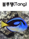 해수어 // 블루탱 : 마린사운드