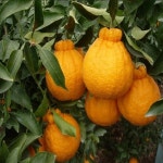 한라봉나무(결실주분)묘목/b1379 : TCM