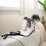마이메이 데이지 목줄 9colors 강아지 산책 collar : 마이메이 mymay