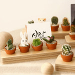 다육이 미니선인장 미니 식덕 풀멍 화분 승진 집들이 인테리어 반려식물 식물집사 4구 : 오빠의서랍