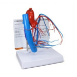 [보건쌤이오] 인체 혈관 관상동맥 모형 심장 G2575 : 쌤이오