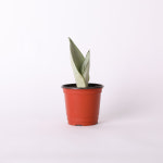 문샤인 소형 포트 실내공기정화식물 : 오투에이