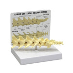 [보건쌤이오] 동물 진료 상담 개 척추 모형 G9080 : 쌤이오