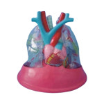 [보건쌤이오] 인체 내부 기관 호흡기계 모형 G0319 : 쌤이오