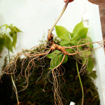 9-10년근 큰삼 10뿌리 산양삼 (산양산삼 / 장뇌삼) 백년지기산야초 명가명품 대상 : 백년지기 산야초