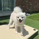 털이 붙지 않는 인조가죽 강아지방석 애견쿠션 필러쿠션 Khaki : Dear Jolie