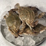 서해안 제철 꽃게 1kg 숫꽃게 암꽃게 산지직송 : 맛꾼푸드