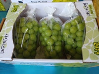산지직송 고당도 샤인머스켓 2kg(3송이) : 섬진강별빛농장
