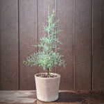 블루아이스 엘사트리 숨 쉬는 트리웰 화분으로 키운 2.3리터 화분묘 h60cm전후 : 청양 삼인농장