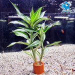 아쿠아펫 산드리아 화분 25cm전후 (20~30cm) : 아쿠아펫수족관