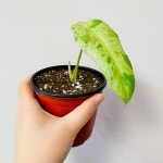 파라이소베르디 필로덴드론 : 하비플랜트