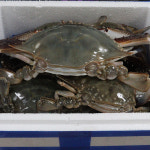서천 가을 꽃게 1kg 2kg 발송당일조업 산지발송 국내산 제철 활꽃게 : 행복식탁