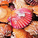 제철 홍가리비 캠핑 가리비 구이 : 더대박