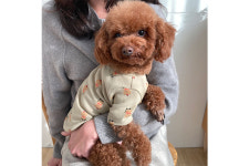 강아지옷 씽씽곰 티셔츠 : 마마스브릭
