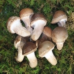 [부모님선물] 참송이칩 선물세트 30g x 5봉 /고급포장 : 버섯과면역