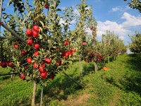 충주사과 햇 홍로 시나노골드 꿀사과 맛있는 고당도 선물용 판매 유명한곳 농원 껍질째먹는 가정용 흠집 4kg 5kg : 충주과수원