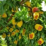 의성 햇살어린 복숭아 (도천왕,황도) - (4kg) 새콤달달 과즙콸콸 물복 황도 복숭아 안전배송 : 옥자두와 꿀복숭