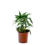 드라세나 산데리아나 빅토리아 1포트 산드리아 : 수아쿠아펫