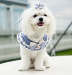 강아지 고양이 초연 한복 뜨개 핸드메이드 케이프-청색 : 하이쥬디