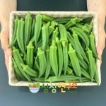 농림축산부장관상 당진농장 특품 오크라 1kg 오쿠라 : 싱싱 연구소