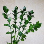 수경식물 루스커스 유스커스 생화 꽃배달싼곳 생화택배 양재 꽃시장 꽃도매 꽃메일 : 꽃메일