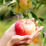 햇 경북홍로사과 2kg 3kg 5kg 프리미엄 선물용 : 고향팜